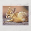 Recherche de fennec cartes postales Animal