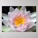 Recherche de sensible posters Rose