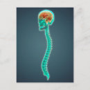 Recherche de moelle épinière posters Taille vers le haut