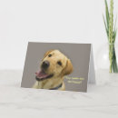 Recherche de laboratoire heureux Labrador
