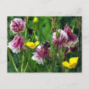 Recherche de columbine cartes postales Été