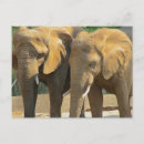 Recherche de amis de safari posters Animaux