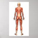 Recherche de trapèze posters Myologie