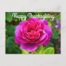 Recherche de princesse rose cartes postales Pour tous