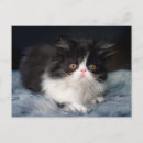 Recherche de chat persan cartes postales Moelleux