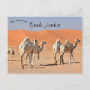 Recherche de chameau arabe cartes postales Chameaux