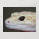 Recherche de albinos cartes postales Nature