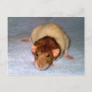 Recherche de dumbo cartes postales Animaux