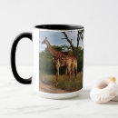 Recherche de gros chat tasses Safari
