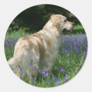 Recherche de enduit autocollants Photographe canin