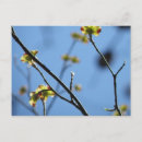 Recherche de embellissement cartes postales Embellir