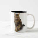 Recherche de maine coon tasses Principal
