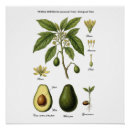 Recherche de avocats posters Botanique