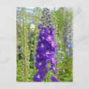 Recherche de delphinium cartes postales Botanique