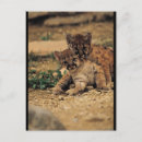 Recherche de bébé tigre cartes postales Faune