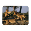 Recherche de parc national chobe magnets Nature