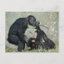 Recherche de singes cartes postales Photographie