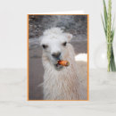 Recherche de le pérou vœux cartes Animal