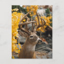 Recherche de trophée cartes postales Chasse