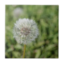 Recherche de pissenlit carreaux Fleur