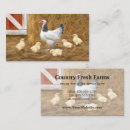 Recherche de poules et poussins cartes visite Animaux de ferme