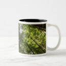 Recherche de séquoia tasses Forêt