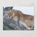 Recherche de acacia cartes postales Faune
