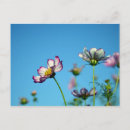Recherche de fleur cosmo cartes postales Été