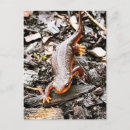Recherche de salamandres cartes postales Nature