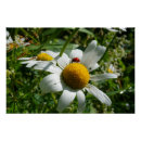 Recherche de de coccinelle posters Pour tous