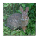 Recherche de lapin sauvage carreaux Animal