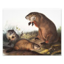Recherche de canards sauvages posters Faune