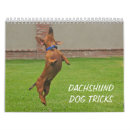 Recherche de teckel calendriers Doxie
