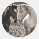 Recherche de photo de cheval autocollants Photographie