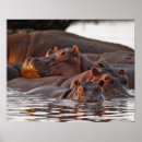 Recherche de hippopotame art Mammifère