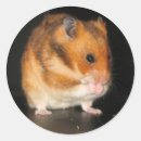 Recherche de hamsters autocollants Animal