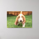 Recherche de basset art Animaux de compagnie