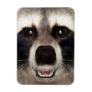 Recherche de raton laveur magnets Nature