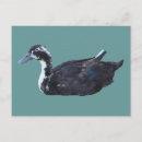 Recherche de canard noir cartes postales Photographie