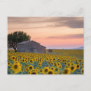 Recherche de valensole cartes postales Tournesol