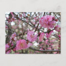 Recherche de fleur de sakura cartes postales Hanami
