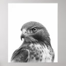 Recherche de hawker posters Désert