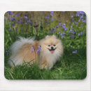 Recherche de jacinthe tapis souris Plomb et pam langrish