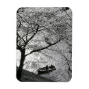 Recherche de cerisier magnets Asie