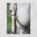 Recherche de juments cartes postales Pur sang