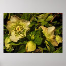 Recherche de hellebore posters Nature