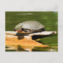 Recherche de tortue peinte cartes postales Nature