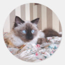 Recherche de yeux bleus autocollants Chaton mignon