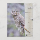 Recherche de peuplier cartes postales Peuplier faux tremble