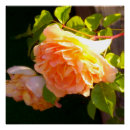 Recherche de pêche posters Fleurs